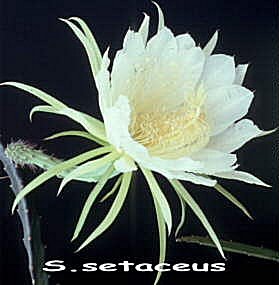 Selenicereus setaceus