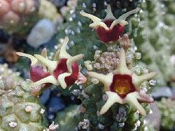 Echidnopsis radians