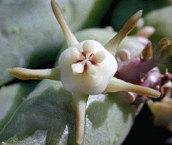 Duvalia parviflora