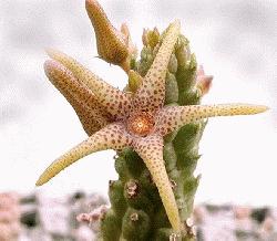 Echidnopsis seibanica