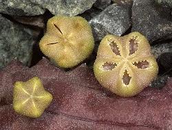 Pectinaria articulata ssp. articulata