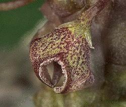 Pectinaria articulata ssp. asperiflora