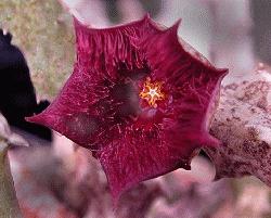 Stapelianthus hardyi