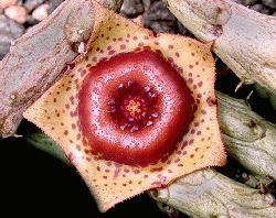 Stapelianthus keraudrenae