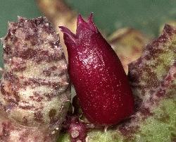Stapeliopsis uniflora