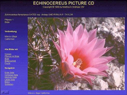 Echinocereus Picture CD
