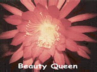 Beauty Queen