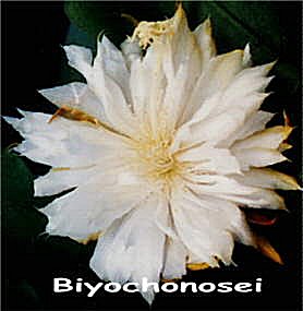 Biyochonosei