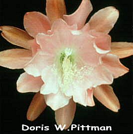 Doris W.Pitman