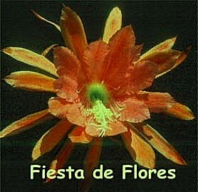 Fiesta de Flores