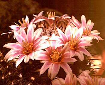 Mammillaria blossfeldiana